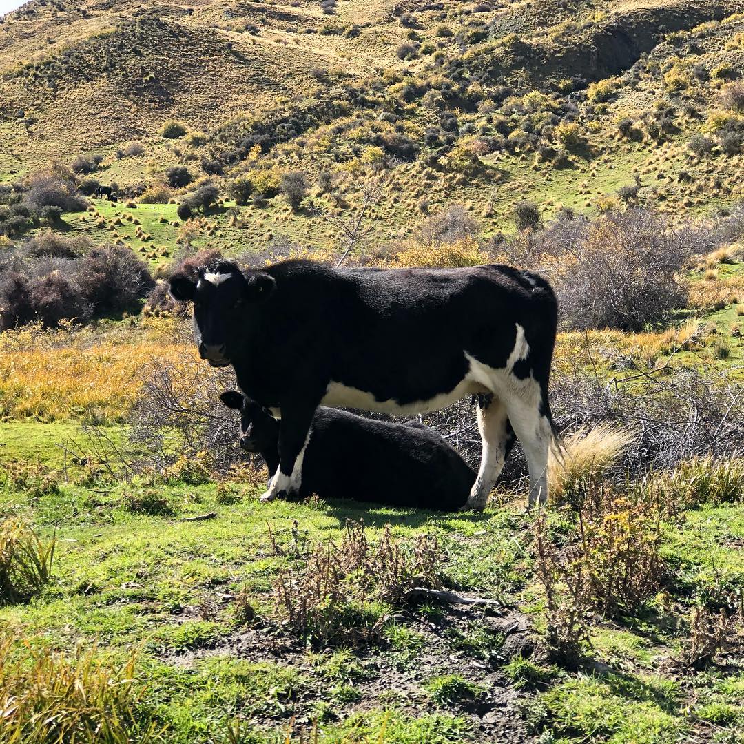 Image for New Zealand Mountain Cows