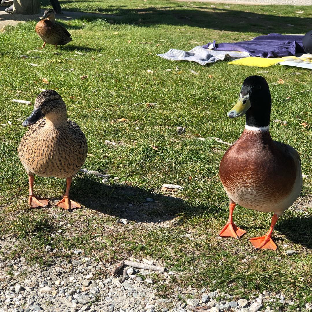 Image for Duck tales in New Zealand