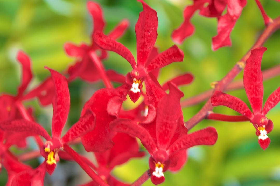 Image for Flower Day