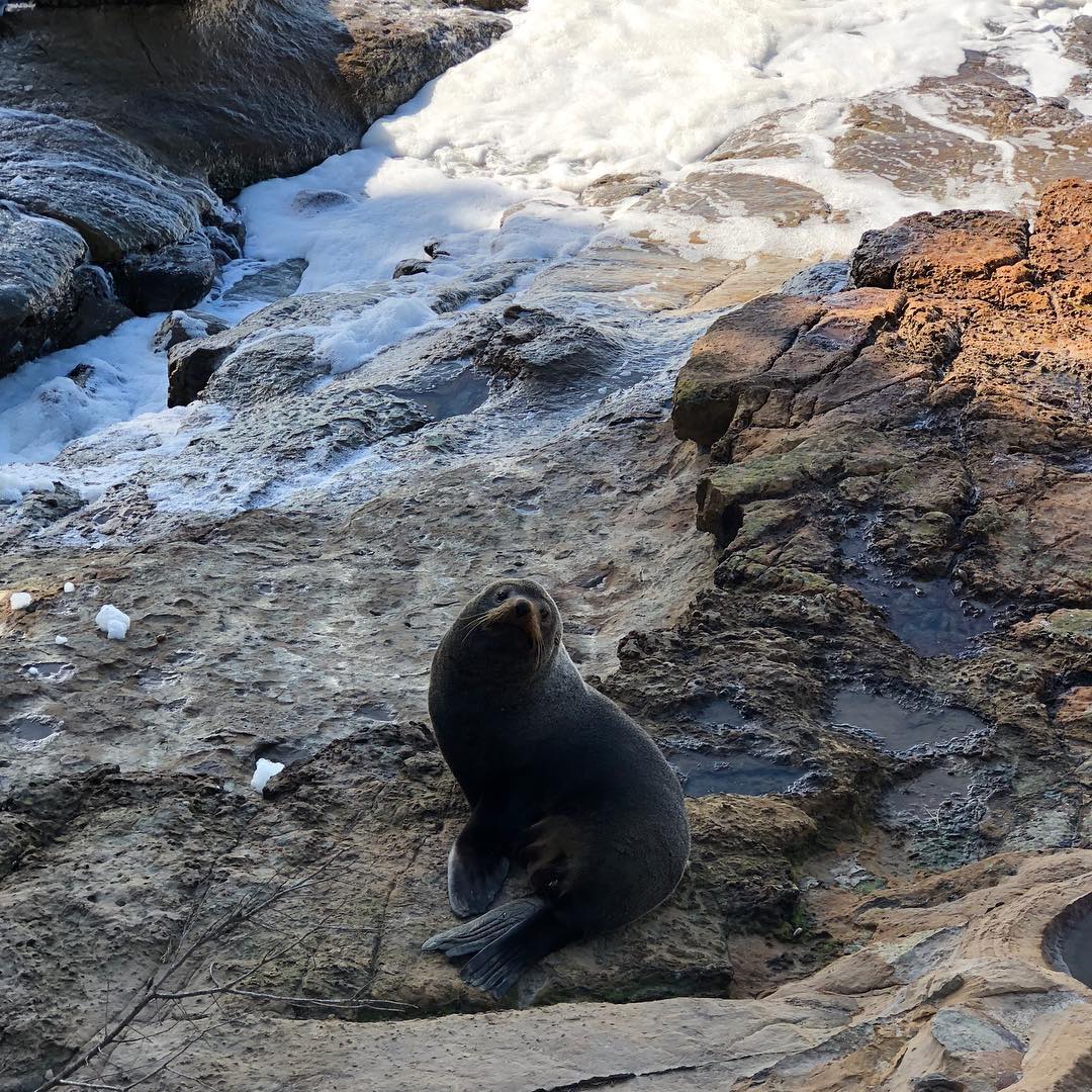 Image for Seals in New Zealand ??
