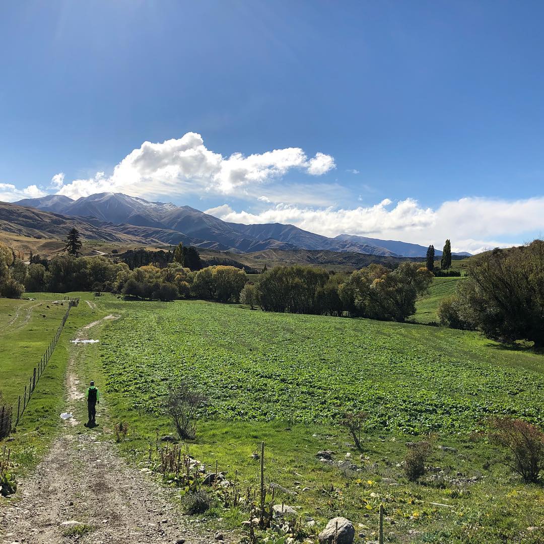 Image for Hiking in the green