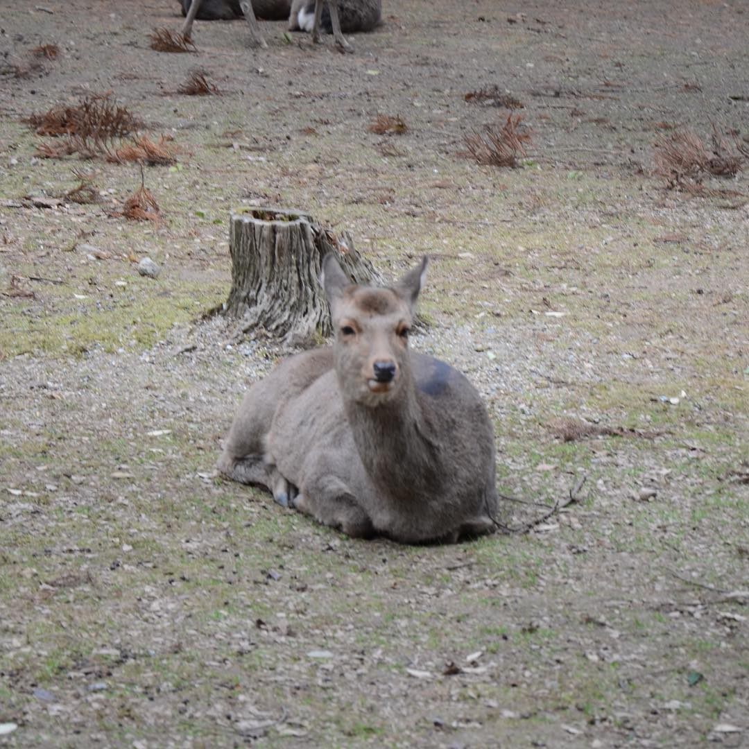 Image for Deer of Nara Japan