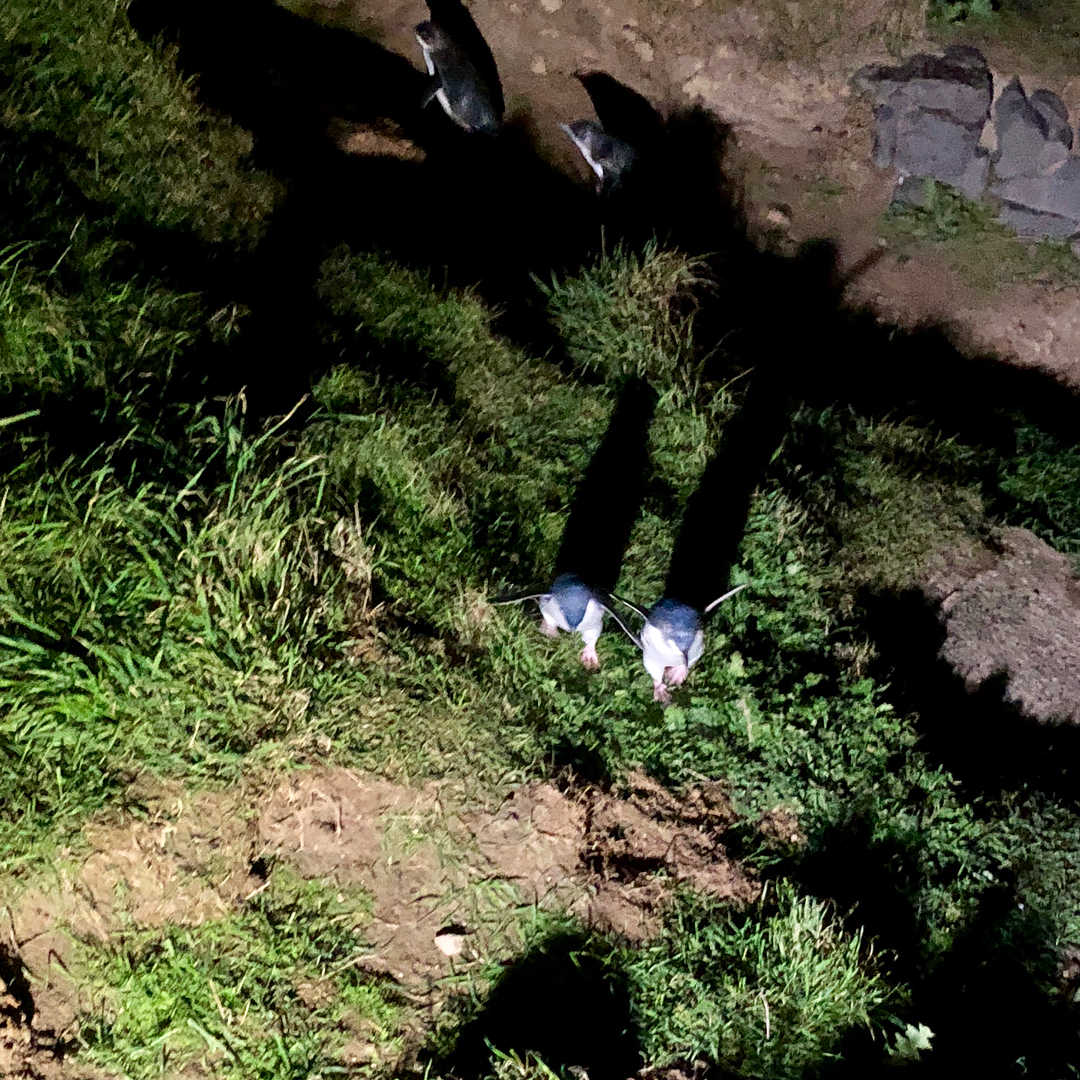 Image for Blue Penguins in New Zealand