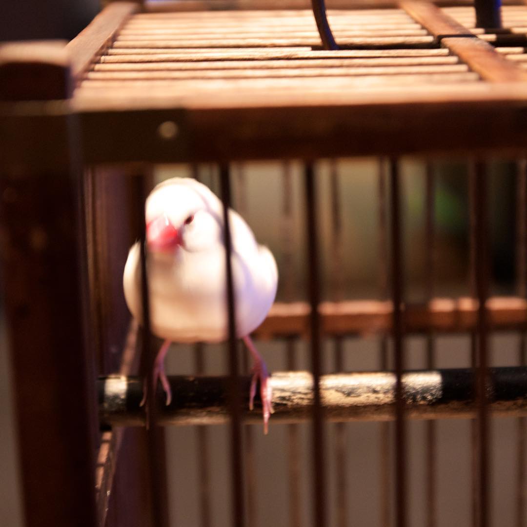 Image for When it rains in HK I feel like this caged bird
