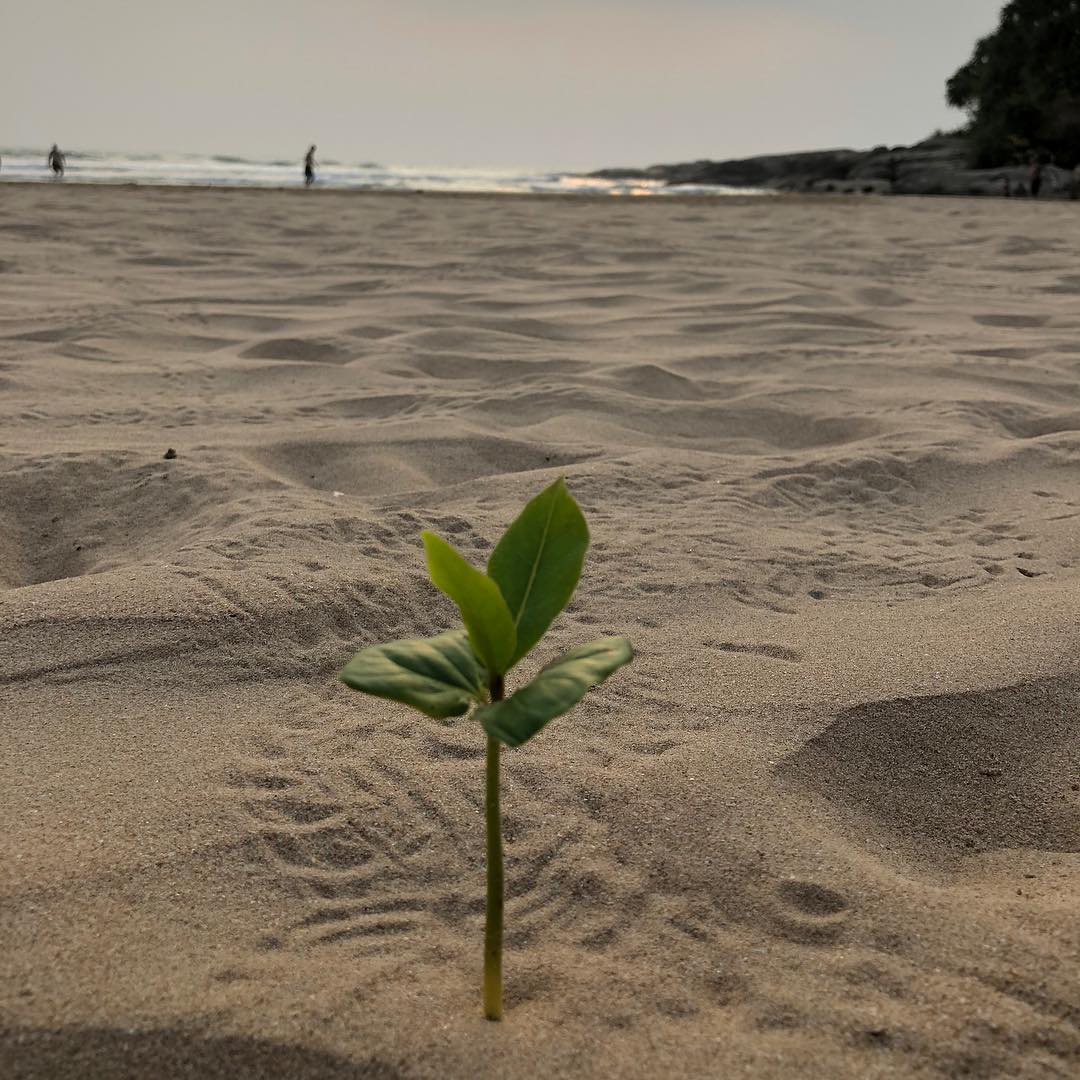 Image for Nature finds a way