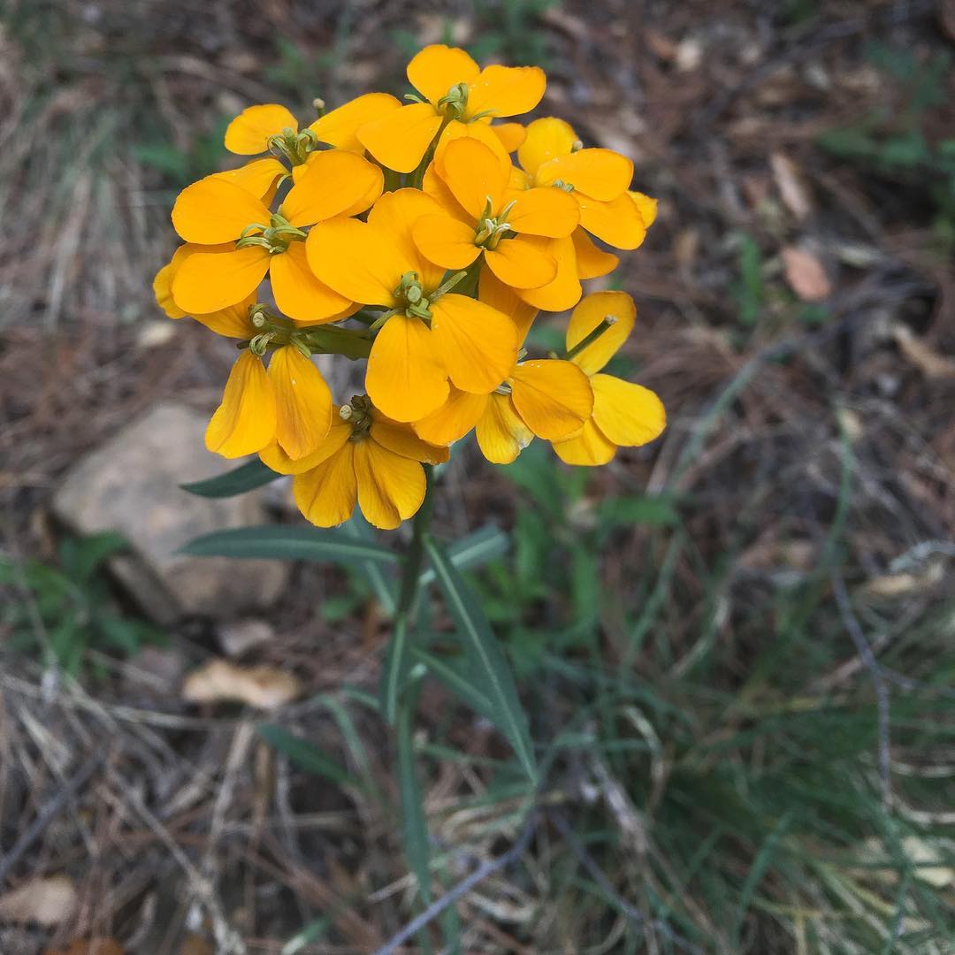 Image for Arizona Wildflowers