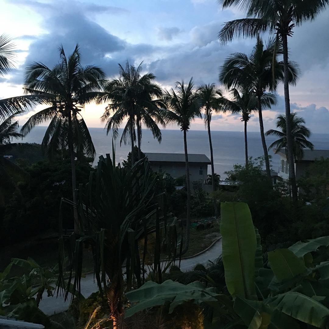 Image for Climbing Palm Trees