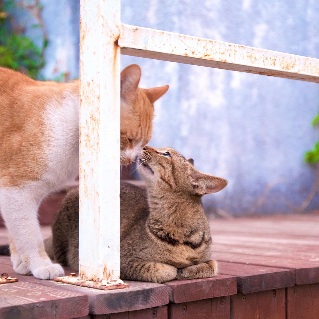 Image for Two cats in Shenzhen