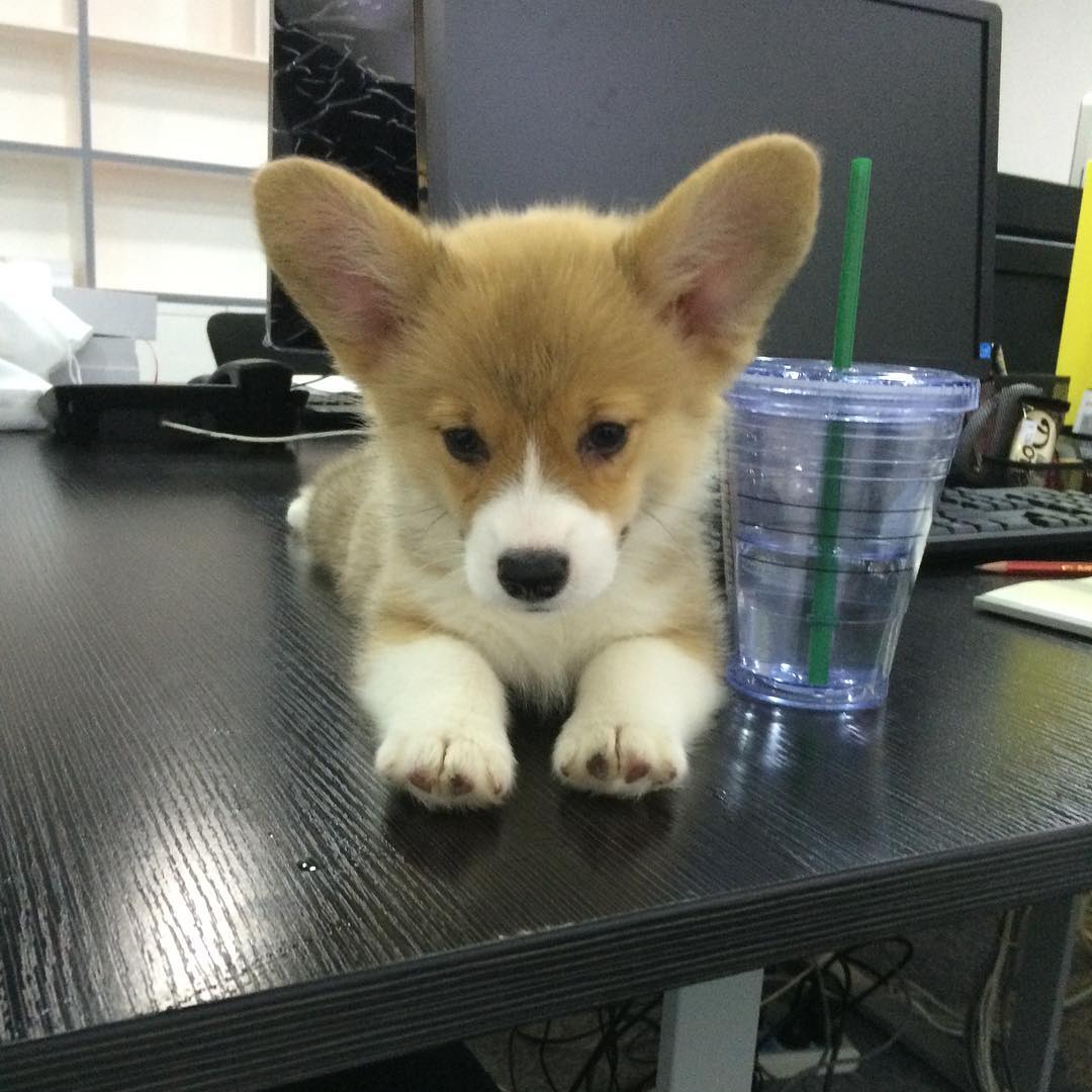 Image for Curious Corgi Puppy