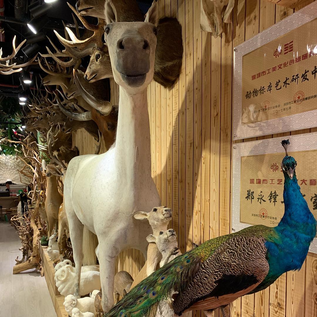 Image for Stuffed Horse vs. Peacock: Which is Better for Your Home?