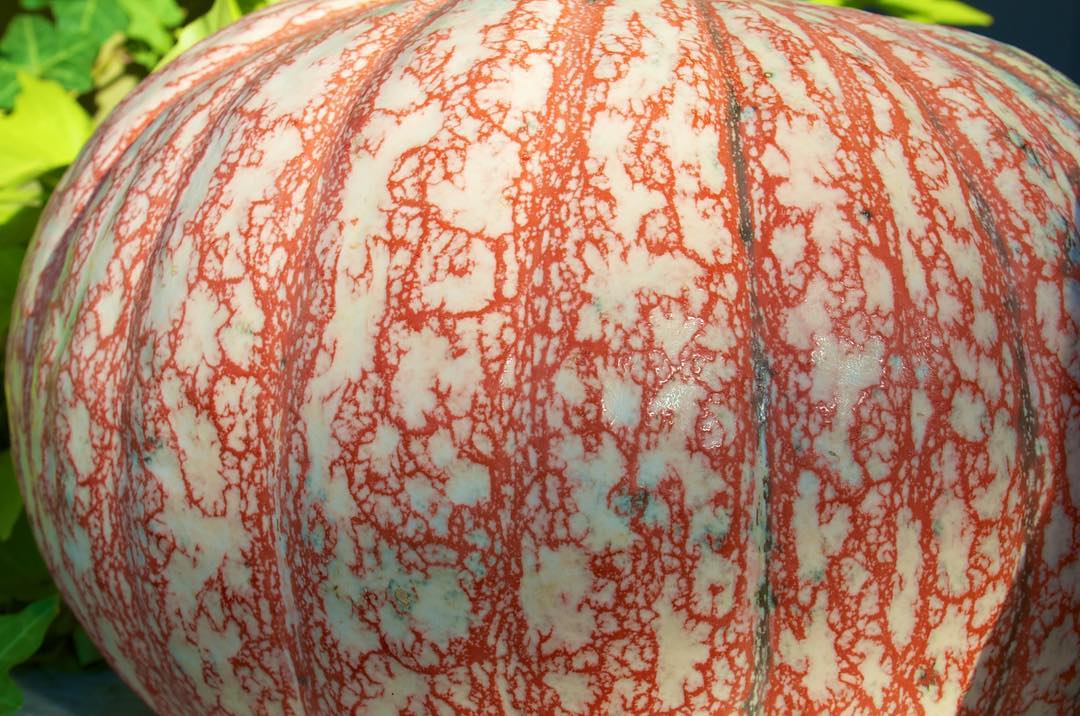 Image for Pumpkin Time Again